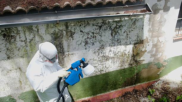 Top rated local Mold Remediation specialists in Lovettsville, VA